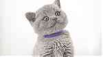Grey British shorthair kittens for sale - صورة 2