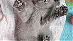 Grey British shorthair kittens for sale - صورة 4