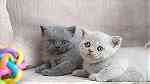 Grey British shorthair kittens for sale - صورة 3