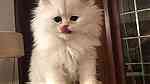 white Persian Kittens for sale - صورة 1