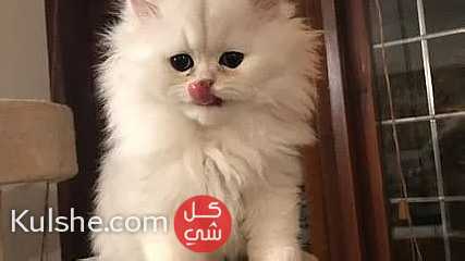 white Persian Kittens for sale - صورة 1