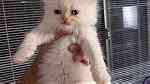 white Persian Kittens for sale - صورة 2