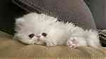 white Persian Kittens for sale - صورة 3