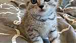 Adorable Scottish fold Kittens  for sale - صورة 2