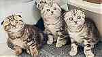Adorable Scottish fold Kittens  for sale - صورة 3