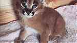 Trained Caracal Kittens for sale - صورة 2