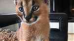 Trained Caracal Kittens for sale - صورة 3