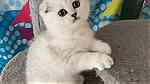 Lovely Scottish fold kittens  for sale - صورة 1