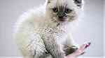 Lovely Scottish fold kittens  for sale - صورة 2