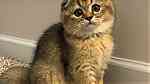 Lovely Scottish fold kittens  for sale - صورة 3