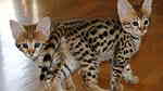Afordable  F1 savannah kittens  for sale - صورة 1