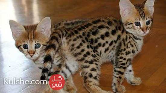 Afordable  F1 savannah kittens  for sale - Image 1
