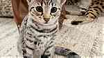 Afordable  F1 savannah kittens  for sale - Image 4