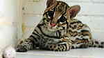 Ocelot  kittens  for sale - صورة 3