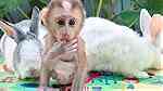Capuchin Monkeys for sale right now - صورة 1
