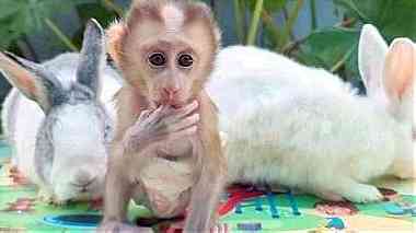 Capuchin Monkeys for sale right now