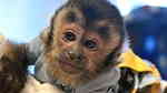 Capuchin Monkeys for sale right now - صورة 2