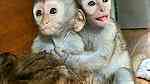 Capuchin Monkeys for sale right now - صورة 3