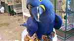 Available African grey parrots for a great home - صورة 1