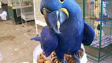 Available African grey parrots for a great home