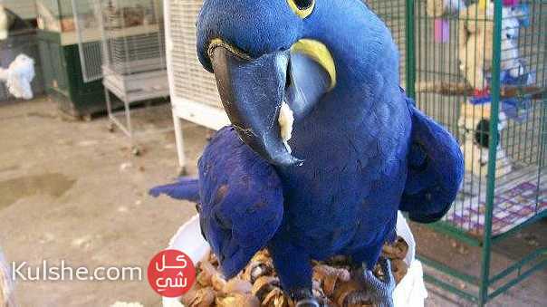Available African grey parrots for a great home - صورة 1