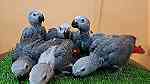 Available African grey parrots for a great home - صورة 2