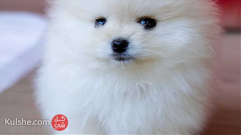 Beautiful Pomeranian puppies for good home - Image 1