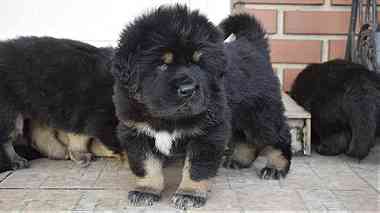 Tibetan Mastiff puppies