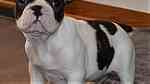 French Bulldog puppies - صورة 1