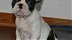 French Bulldog puppies - صورة 3