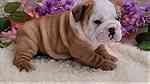 Beautiful English Bulldog puppies - صورة 1