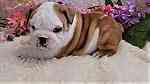Beautiful English Bulldog puppies - صورة 2