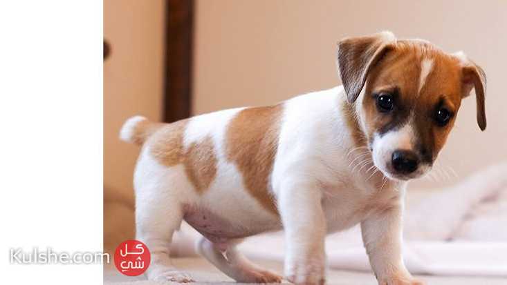 Jack Russell Terrier puppies - صورة 1
