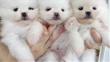 males and females Pomeranian puppies for sale in UAE