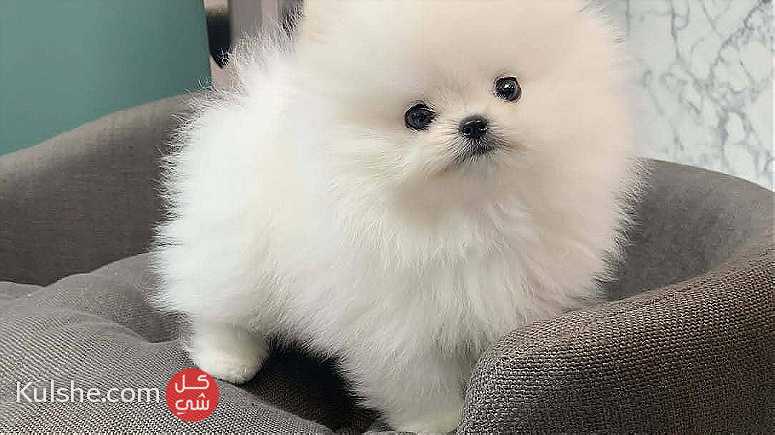 Males and Females Mini Pomeranian puppies available - صورة 1