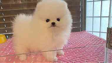 healthy males and females Pomeranian puppies for sale