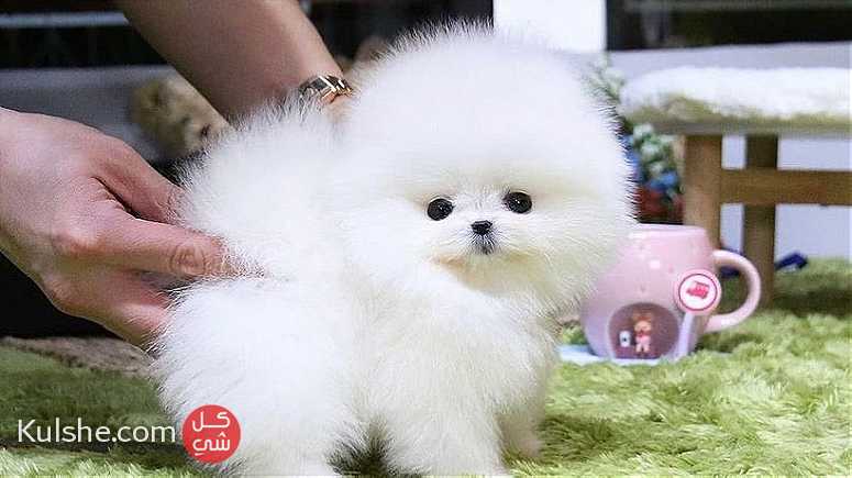 home raised males and females Pomeranian puppies for sale - صورة 1