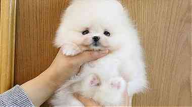beautiful males and females Pomeranian puppies for sale