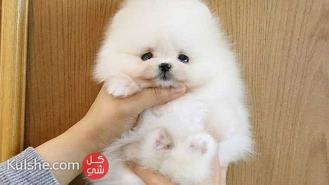 beautiful males and females Pomeranian puppies for sale - صورة 1