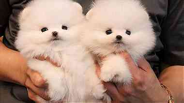 friendly trained males and females Pomeranian puppies for sale