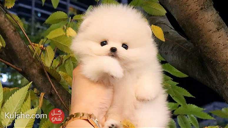 charming males and females Pomeranian puppies for sale - صورة 1