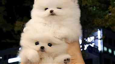 vaccinated males and females Pomeranian puppies for sale in UAE