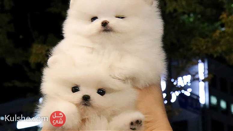 vaccinated males and females Pomeranian puppies for sale in UAE - Image 1