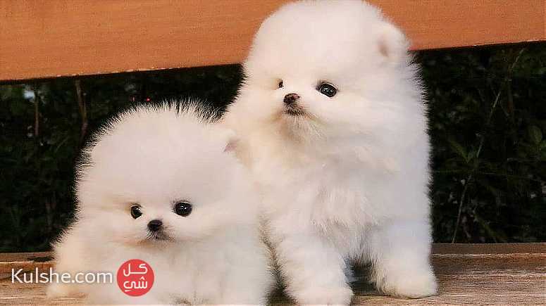 males and females mini Pomeranian puppies for sale in UAE - صورة 1