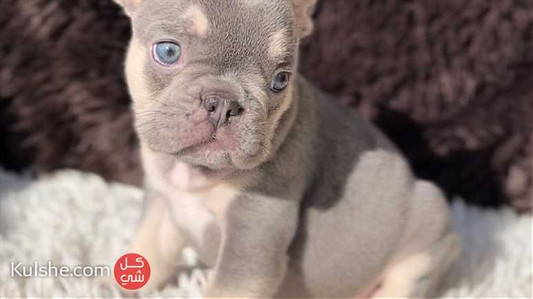 males and females French Bulldog puppies for sale in UAE - صورة 1