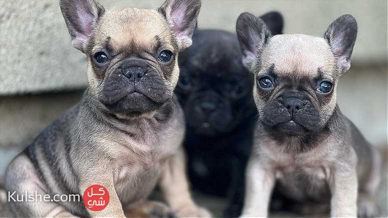 healthy males and females French Bulldog puppies for sale in UAE - Image 1