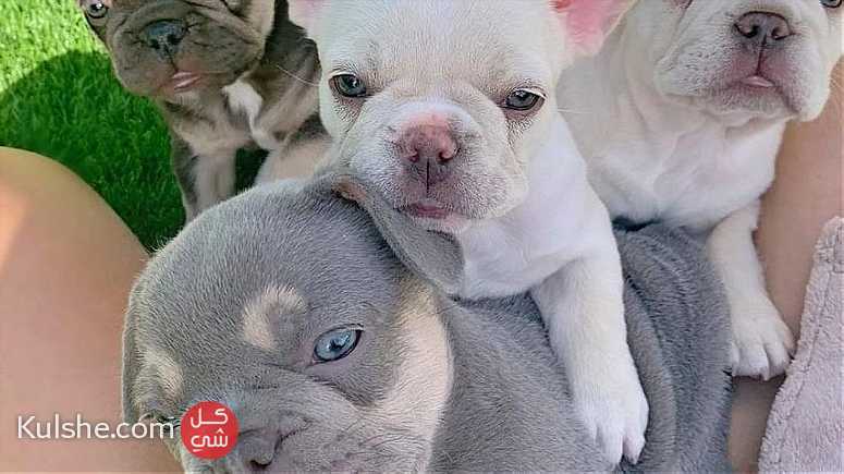 vaccinated males and females French Bulldog puppies for sale in UAE - Image 1