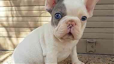 charming males and females French Bulldog puppies for sale in UAE