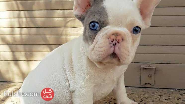 charming males and females French Bulldog puppies for sale in UAE - صورة 1