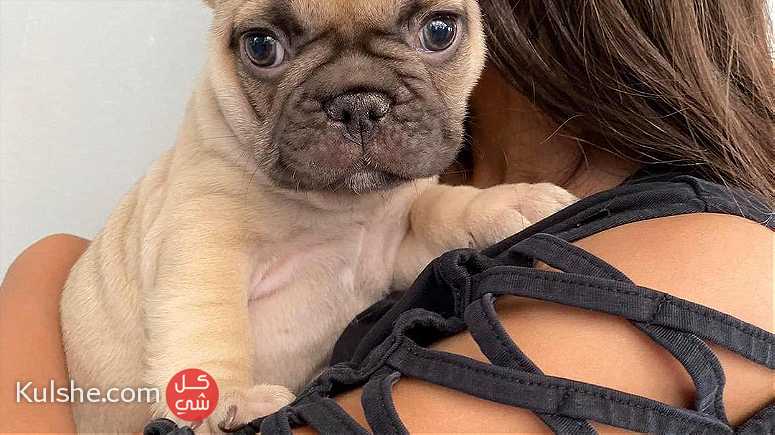 beautiful males and females French Bulldog puppies for sale in UAE - صورة 1